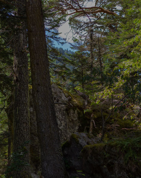 Auvergne-Rhône-Alpes