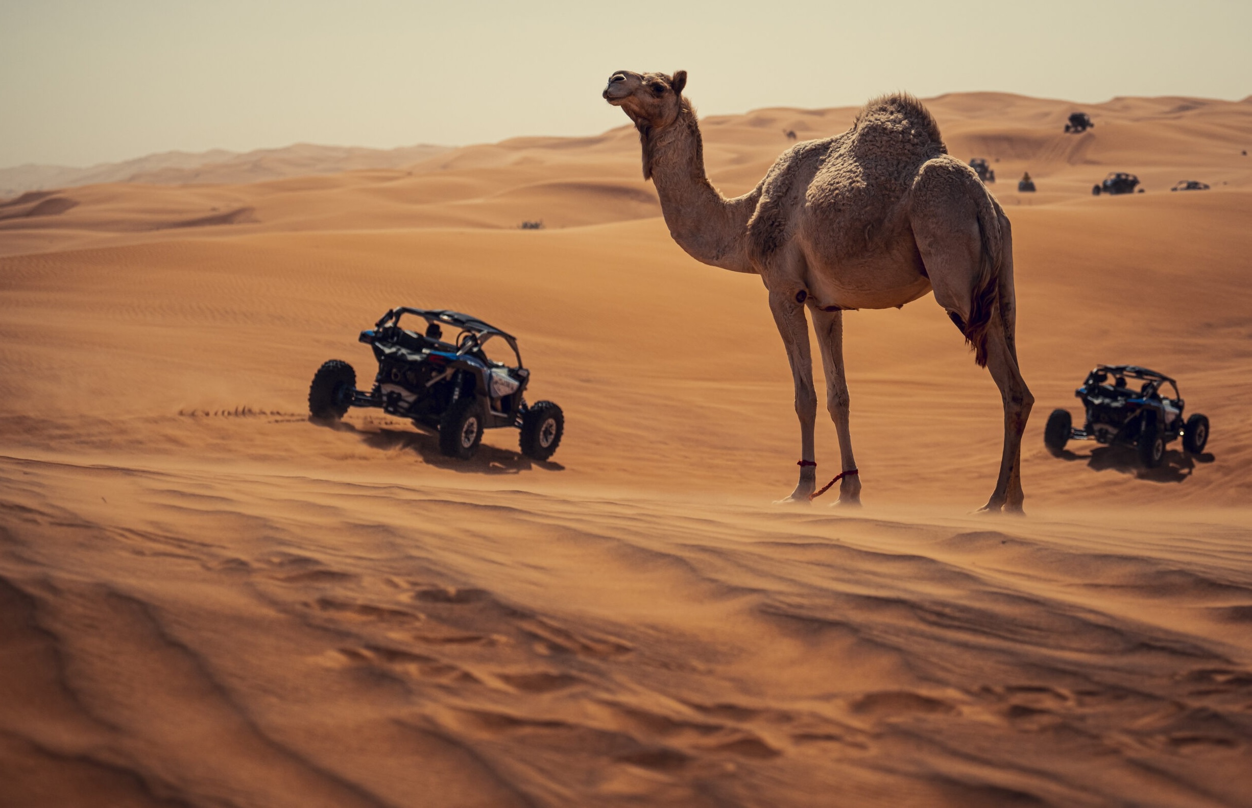 Rallye Dubaï : Un nouvel an inoubliable !